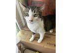 Adopt Nibblers a Brown Tabby Domestic Shorthair / Mixed (short coat) cat in