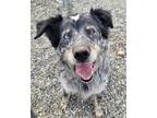 Adopt SITKA a Gray/Blue/Silver/Salt & Pepper Australian Shepherd / Mixed dog in