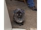 Adopt Sammie a Brown/Chocolate - with Black Shih Tzu / Terrier (Unknown Type