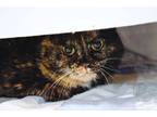 Adopt Effie a Domestic Shorthair / Mixed cat in Indiana, PA (41509398)