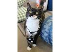 Adopt Glimmer a Domestic Shorthair / Mixed cat in Indiana, PA (41509397)