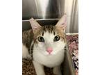 Adopt Tarzan a Domestic Shorthair / Mixed (short coat) cat in Lunenburg