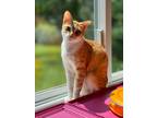 Adopt Cynthia a Domestic Shorthair / Mixed (short coat) cat in Lunenburg