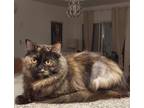 Adopt Taffy a Persian / Mixed (short coat) cat in Lunenburg, MA (41550576)