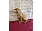 Adopt Poppy a Tan/Yellow/Fawn - with White Whippet / Vizsla / Mixed dog in