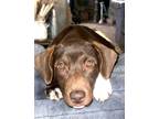 Adopt Josie a Labrador Retriever / Mixed dog in Brigham City - Ogden