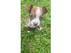 Adopt Chase a Tan/Yellow/Fawn - with White Chiweenie / Dachshund / Mixed dog in