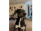 Adopt Sylvie a Black - with Brown, Red, Golden, Orange or Chestnut Plott Hound /