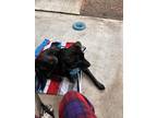 Adopt Alakai a Brindle Labrador Retriever / Plott Hound / Mixed dog in Colorado