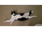 Adopt Nola a Black & White or Tuxedo Domestic Mediumhair / Mixed (medium coat)