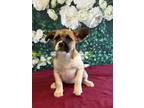 Adopt Thelma a Tricolor (Tan/Brown & Black & White) Border Terrier / Parson