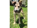Adopt Iris a Australian Shepherd / Mixed dog in Cleveland, TN (41492672)