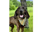 Adopt Spike a Mixed Breed (Medium) / Mixed dog in Menomonie, WI (41547625)
