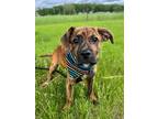 Adopt Louie a Mixed Breed (Medium) / Mixed dog in Menomonie, WI (41528178)