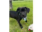 Adopt Dewey a Mixed Breed (Medium) / Mixed dog in Menomonie, WI (41528176)