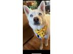 Adopt Ruca a White Husky / Mixed dog in Tularosa, NM (41550422)