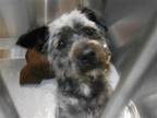 Adopt ASTOR a Gray/Blue/Silver/Salt & Pepper Cairn Terrier / Mixed dog in