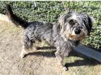 Adopt TRAMP a Gray/Blue/Silver/Salt & Pepper Miniature Schnauzer / Mixed dog in