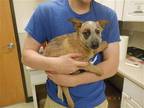 Adopt SUGAR a Red/Golden/Orange/Chestnut Australian Cattle Dog / Mixed dog in