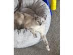 Adopt Sundust Cosmos a Siamese / Mixed (short coat) cat in Chandler