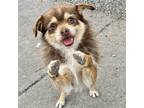 Adopt Ozzie a Terrier (Unknown Type, Medium) / Mixed dog in Oakland