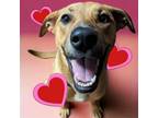 Adopt Kai a Tan/Yellow/Fawn - with Black Labrador Retriever / Shepherd (Unknown
