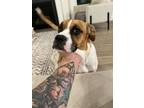 Adopt ROXANNE a Tan/Yellow/Fawn Boxer / Mixed dog in FUQUAY VARINA