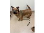 Adopt Maggie a Red/Golden/Orange/Chestnut Golden Retriever / Chow Chow / Mixed