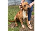 Adopt Buddy a Red/Golden/Orange/Chestnut Mixed Breed (Medium) / Mixed dog in
