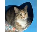 Adopt Clawdia a Calico or Dilute Calico Domestic Shorthair / Mixed (short coat)