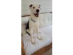 Adopt Frankie a Brown/Chocolate - with Black Collie / Boxer / Mixed dog in