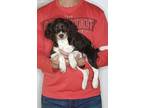 Adopt Winnie a Brown/Chocolate - with White English Springer Spaniel / Mixed dog