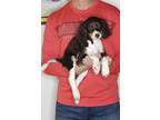 Adopt Willow a Brown/Chocolate - with White English Springer Spaniel / Mixed dog