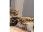 Adopt Nah-Nah a Calico or Dilute Calico Domestic Longhair / Mixed (long coat)