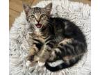 Adopt Brie a Brown Tabby Domestic Mediumhair / Mixed (medium coat) cat in Seal
