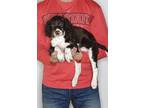 Adopt Wyatt a Brown/Chocolate - with White English Springer Spaniel / Mixed dog