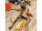 Adopt Nuber a Brown/Chocolate Belgian Malinois / Doberman Pinscher / Mixed dog