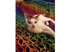 Adopt Danica a Cream or Ivory (Mostly) Calico (short coat) cat in College