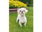Adopt JOURNEY a White Shih Tzu / Mixed dog in Charlotte, NC (41545017)