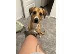 Adopt Dusty a Brown/Chocolate - with White Labradoodle / Greyhound / Mixed dog