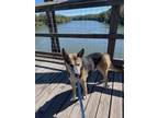 Adopt Charlie a Black - with Tan, Yellow or Fawn German Shepherd Dog / Mixed dog