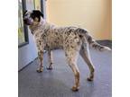 Adopt Holyfield a Australian Cattle Dog / Mixed dog in Covington, VA (41550005)