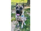 Adopt Luke a Brindle Mastiff / Mixed dog in Spring Lake, NJ (41550001)