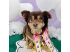 Adopt Gyumi a Brown/Chocolate - with Tan Australian Shepherd / Chow Chow / Mixed