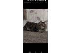 Adopt Karma a Spotted Tabby/Leopard Spotted Domestic Shorthair / Mixed (short