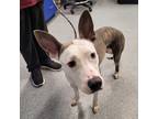 Adopt Hope a White Terrier (Unknown Type, Medium) / Mixed Breed (Medium) / Mixed