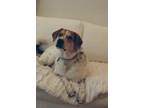 Adopt Finn a Tricolor (Tan/Brown & Black & White) Great Pyrenees / Bluetick