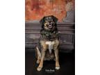 Adopt Mari Jane a German Shepherd Dog / Siberian Husky / Mixed dog in Salt Lake