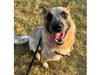 Adopt Chandler a German Shepherd Dog / Cattle Dog / Mixed dog in Germantown