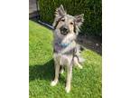 Adopt Justice a Black - with Tan, Yellow or Fawn Australian Shepherd / German
